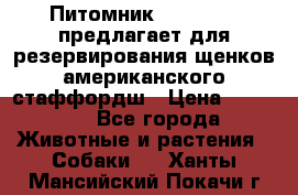 Питомник KURAT GRAD предлагает для резервирования щенков американского стаффордш › Цена ­ 25 000 - Все города Животные и растения » Собаки   . Ханты-Мансийский,Покачи г.